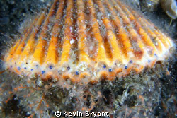 Only learnt recently that scallops have eyes. by Kevin Bryant 
